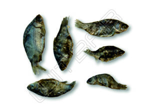 Karausche