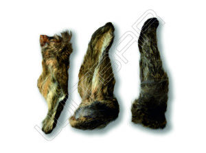 Roe deer ear with fur